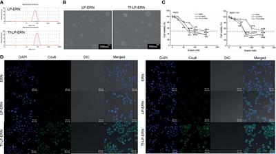 Transferrin-Conjugated Erianin-Loaded Liposomes Suppress the Growth of Liver Cancer by Modulating Oxidative Stress